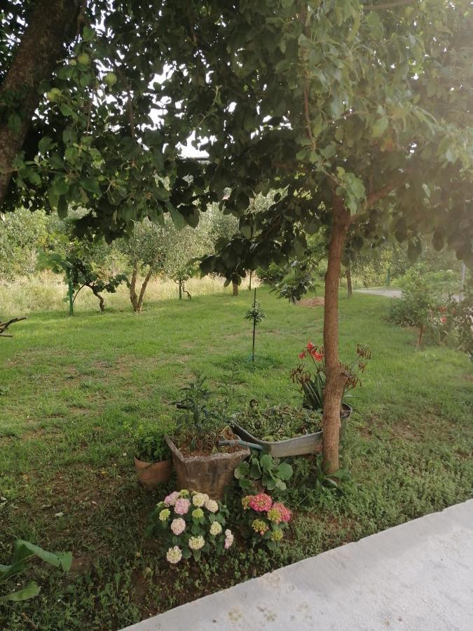 קוטור Apartman Petovic מראה חיצוני תמונה